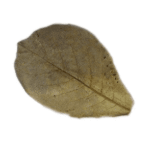 Feuilles de Catappa / Badanier d’Inde - à l'unité (10/20cm)