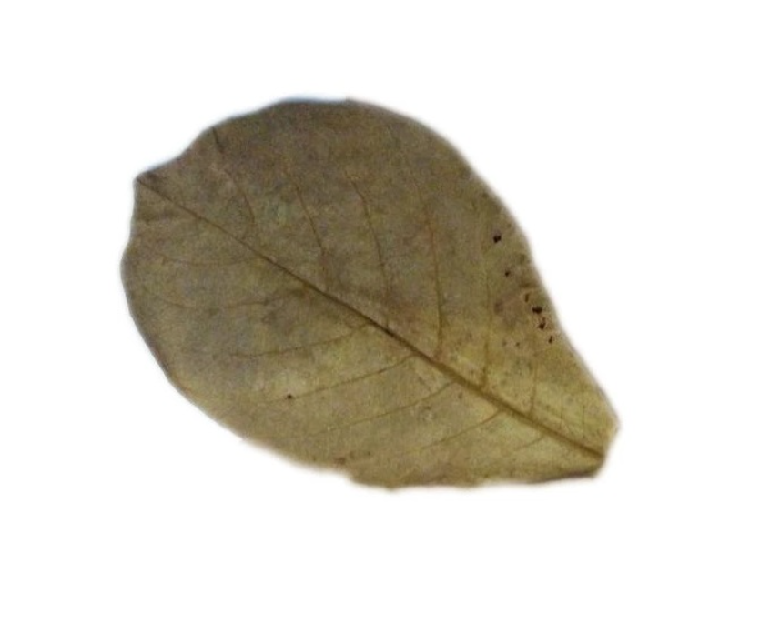 Feuilles de Catappa / Badanier d’Inde - à l'unité (10/20cm)