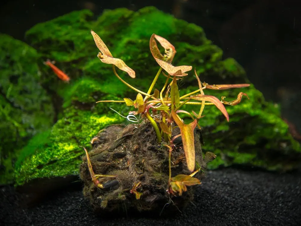Nymphea stellata / Lotus rouge - bulbe à planter – Image 2