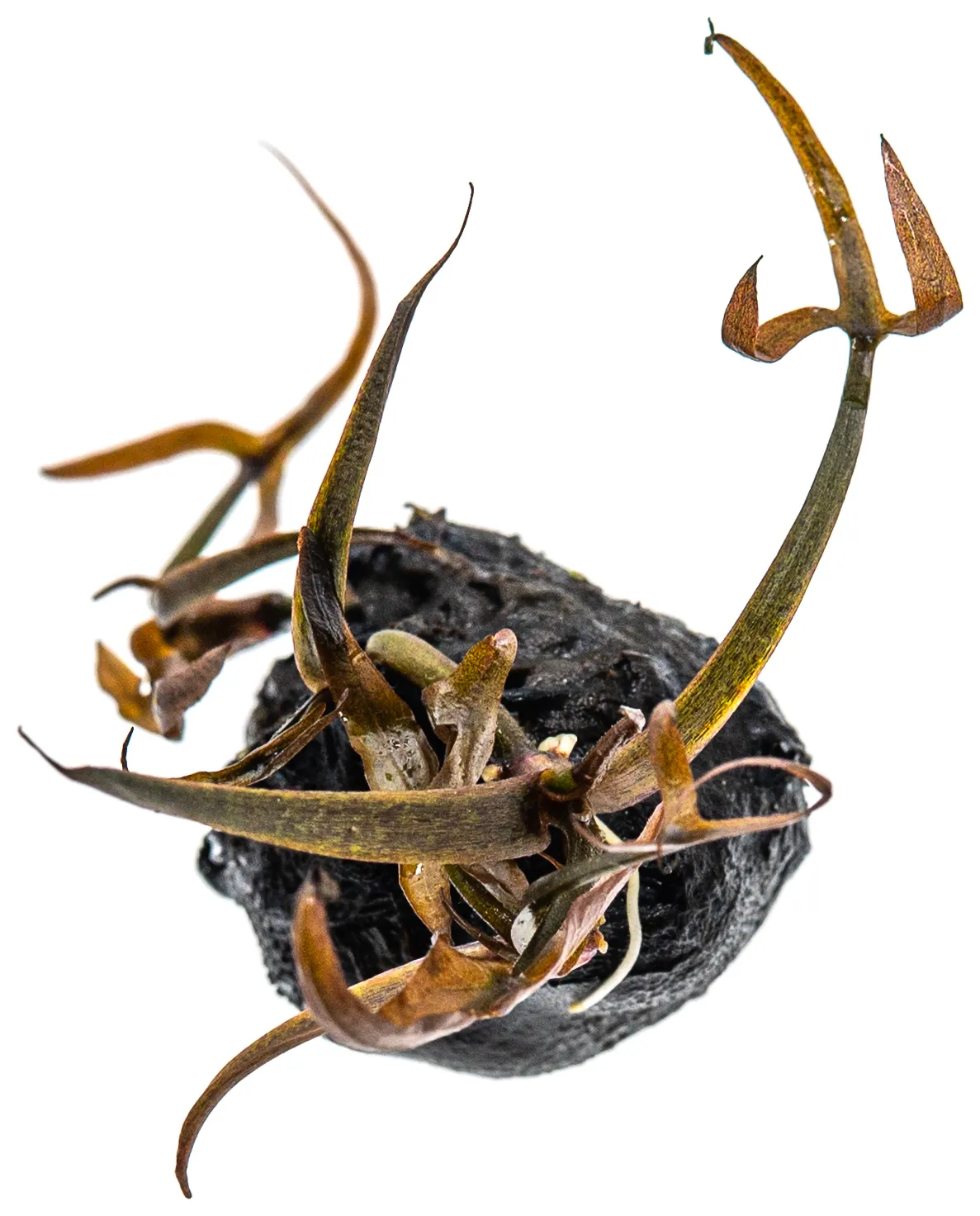 Nymphea stellata / Lotus rouge - bulbe à planter – Image 6