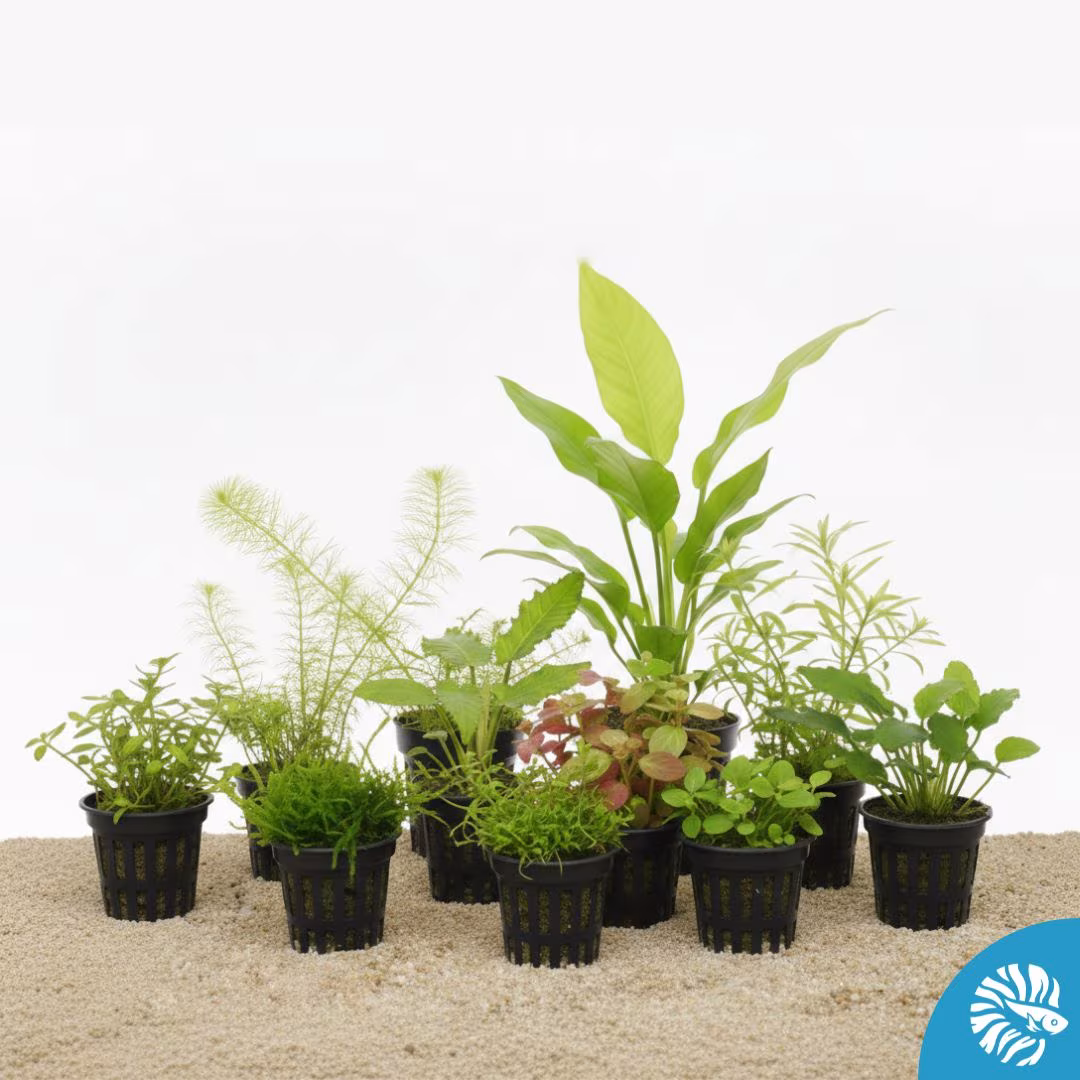 Plantes aquarium en pot faciles - Lot de 10 plantes variées