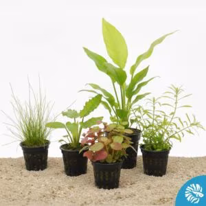 Plantes aquarium en pot faciles - Lot de 5 plantes variées