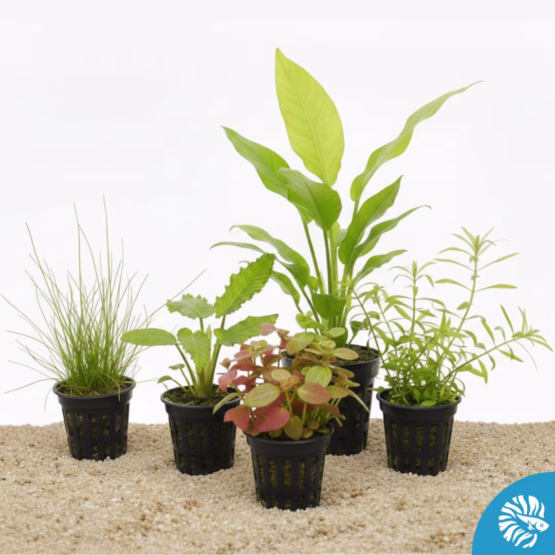 Plantes aquarium en pot faciles - Lot de 5 plantes variées
