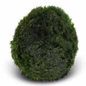 Cladophora / Marimo - environ 3cm - à l'unité
