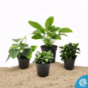 Anubia en pot 5.5cm - variété aléatoire