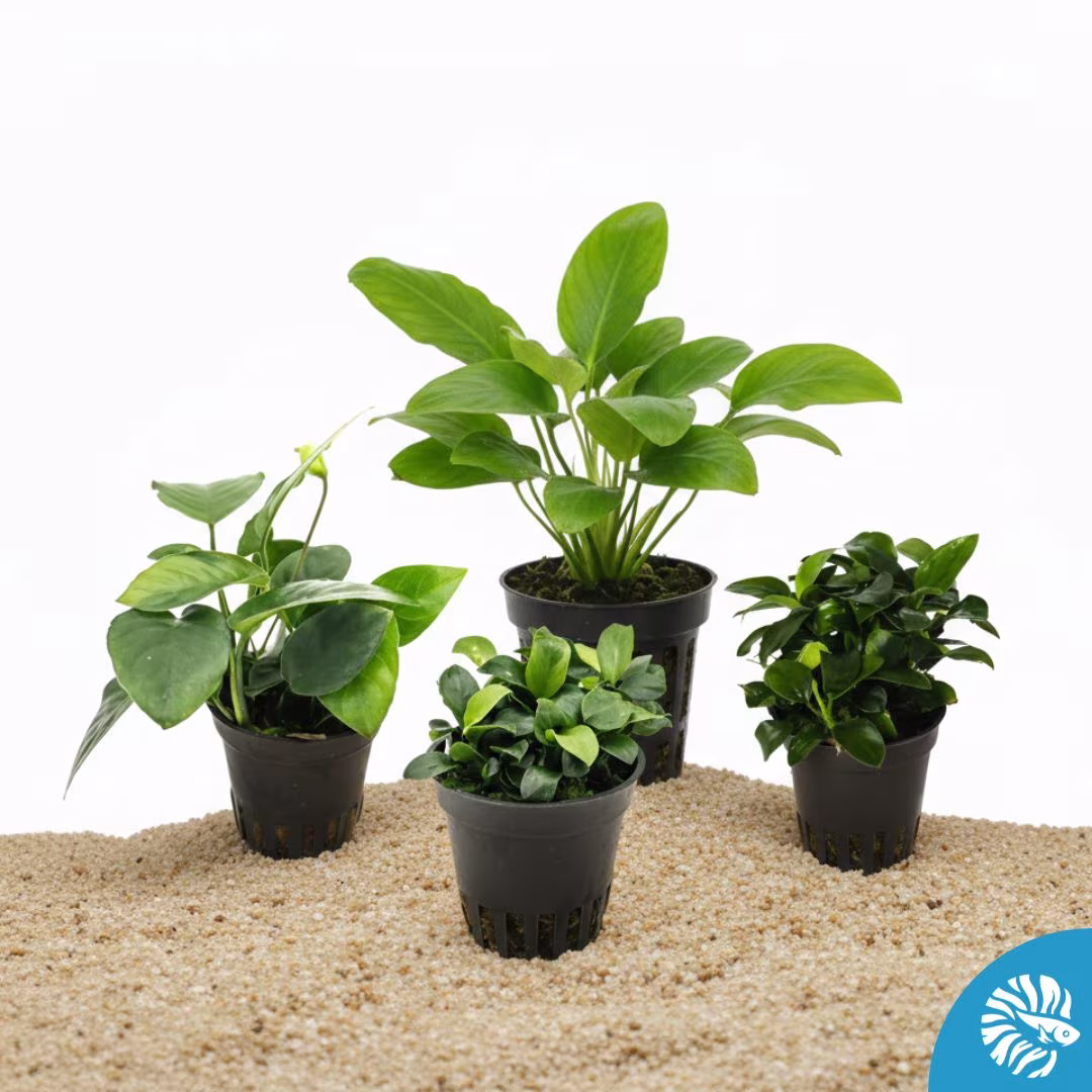Anubia en pot 5.5cm - variété aléatoire