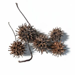 Fruit de Copalme d'amérique - 3 à 5cm