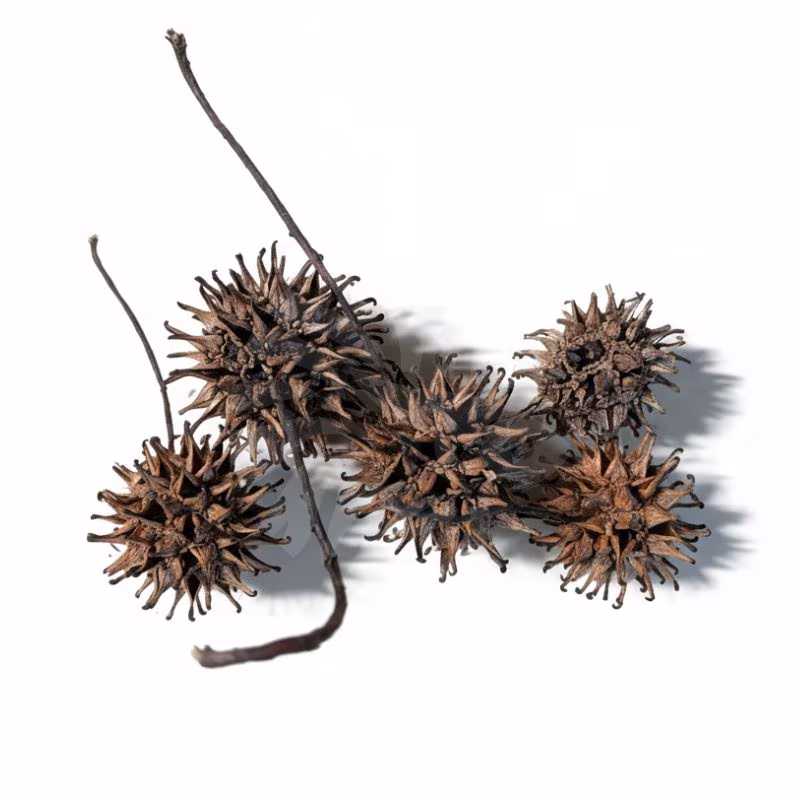 Fruit de Copalme d'amérique - 3 à 5cm